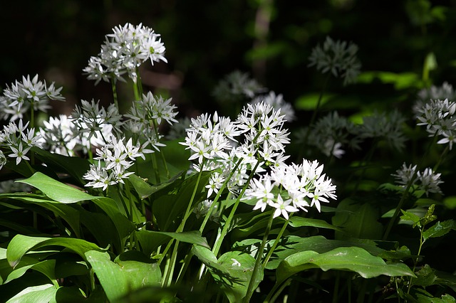 Blüte Bärlauch