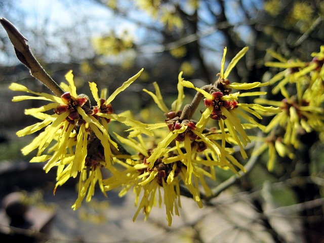 Hamamelis