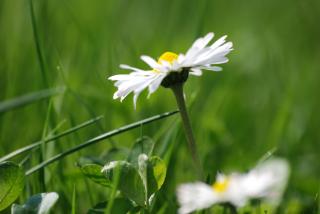 Frühlingsbote Gänseblümchen