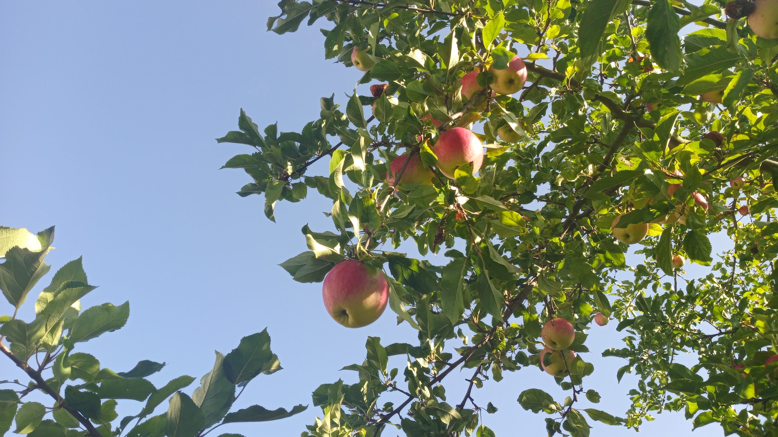 Apfelbaum