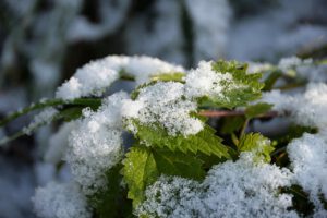 Brennnessel im Schnee