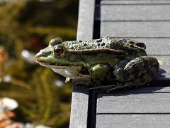 Frosch am Steg