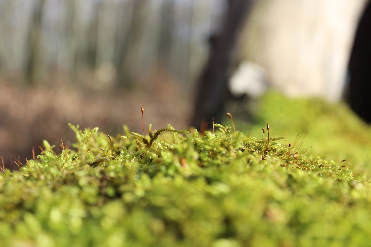 Moos in der Natur