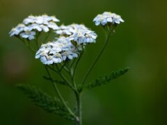 Schafgarbenblüte