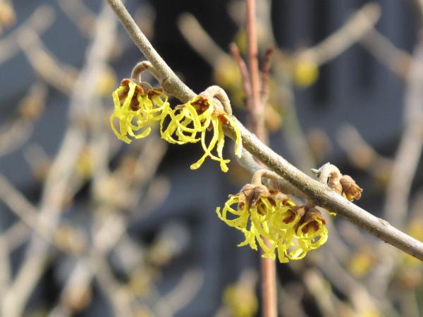 Frühblüher Zaubernuss